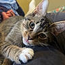 Bean is registered to the contest to win money with this photo: animal, blurred_background, cat, closeup, cozy, curious, cute, eyes, fur, furniture, indoor, kitten, lap, paw, person, pet, resting, tabby, tongue, whiskers