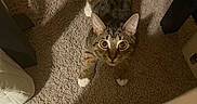 Bean joined the competition — help win amazing prizes! animal, carpet, cat, crouching, curious, ears, feline, furniture, home, indoor, looking_up, paws, pet, playful, shadow, tabby_cat, toy, whiskers, wide_eyes, yellow