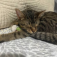 Bean joined the competition — help win amazing prizes! animal, bedroom, cat, comfortable, cozy, cute, domestic_animal, feline, fur, indoor, paw, pet, pillow, quilt, relaxed, resting, sleeping, soft, tabby, whiskers