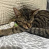 animal, bedroom, cat, comfortable, cozy, cute, domestic_animal, feline, fur, indoor, paw, pet, pillow, quilt, relaxed, resting, sleeping, soft, tabby, whiskers