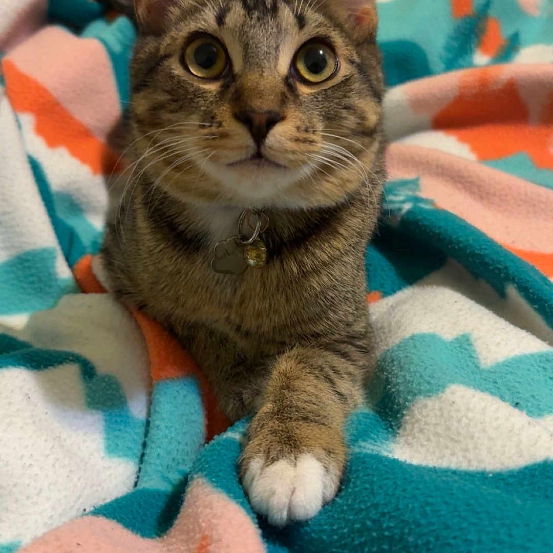 Bean