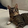 Bean is registered to the contest to win money with this photo: animal, cat, collar, couch, cozy, curious, cute, domestic_cat, feline, furniture, home, indoor, looking, mammal, pet, relaxed, resting, tabby_cat, white_paw, window