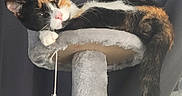 Cali joined the competition — help win amazing prizes! cat, calico_cat, pet, animal, feline, resting, sleepy, cat_tree, fur, whiskers, pink_nose, indoor, cozy, relaxed, perch, tail, paw, soft_light, curtains, closeup
