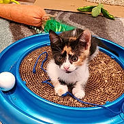 Cali is registered to the contest to win money with this photo: kitten, calico, cat, toy, blue, cardboard_scratch, ball, plush_toy, carpet, indoor, pet, cute, small, fur, playful, animal, whiskers, ears, paws, curious