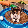 animal, ball, blue, calico, cardboard_scratch, carpet, cat, curious, cute, ears, fur, indoor, kitten, paws, pet, playful, plush_toy, small, toy, whiskers