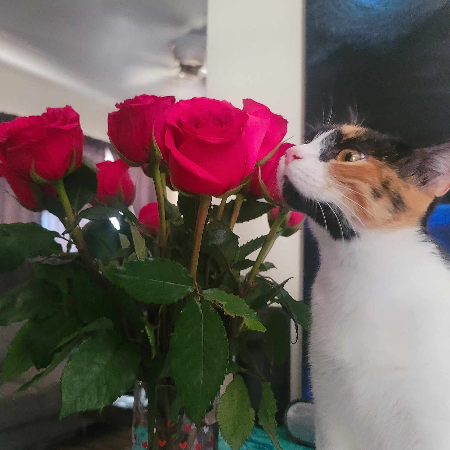 Cali is registered to the contest to win money with this photo: cat, calico_cat, roses, flowers, bouquet, green_leaves, vase, indoor, living_room, curious, pet, plant, feline, closeup, sniffing, domestic_animal, background, couch, curtains, lamp