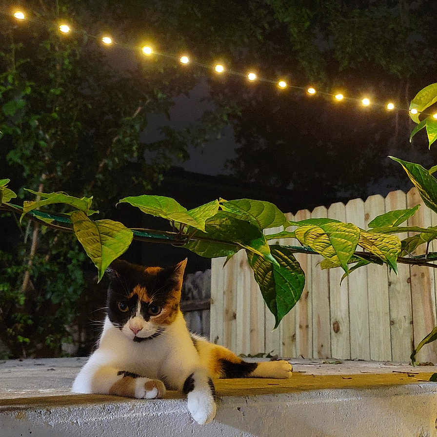 Cali