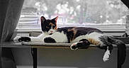 Cali joined the competition — help win amazing prizes! animal, black, blurred_background, calico_cat, cat, curtain, daylight, feline, fur, indoor, orange, paw, pet, quiet, relaxed, resting, shelf, tail, white, window