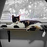 Cali joined the competition — help win amazing prizes! cat, calico_cat, window, curtain, shelf, indoor, relaxed, feline, animal, pet, resting, fur, black, white, orange, paw, tail, daylight, blurred_background, quiet