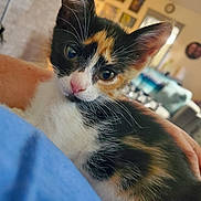Cali is registered to the contest to win money with this photo: adorable, animal, blurred_background, calico, cat, closeup, cozy, cute, domestic, eyes, face, fur, human_arm, indoor, kitten, mammal, nose, pet, whiskers, young