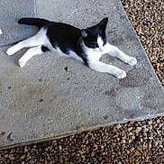 Hampton joined the competition — help win amazing prizes! cat, black_and_white, animal, pet, concrete, pebbles, outdoor, resting, lying_down, relaxed, fur, whiskers, tail, four_legs, sunlight, shadow, nature, mammal, cute, sleeping