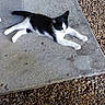 cat, black_and_white, animal, pet, concrete, pebbles, outdoor, resting, lying_down, relaxed, fur, whiskers, tail, four_legs, sunlight, shadow, nature, mammal, cute, sleeping