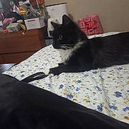 Onyx is registered to the contest to win money with this photo: cat, black_and_white, bed, bedspread, floral_pattern, feline, indoor, resting, household_items, dresser, water_bottle, bag, room, pet, animal, domestic, furniture, relaxing, side_view, alert