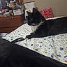 cat, black_and_white, bed, bedspread, floral_pattern, feline, indoor, resting, household_items, dresser, water_bottle, bag, room, pet, animal, domestic, furniture, relaxing, side_view, alert