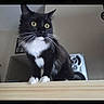 Onyx is registered to the contest to win money with this photo: cat, tuxedo_cat, pet, indoor, animal, whiskers, yellow_eyes, curious, feline, black_and_white, perched, alert, fur, household, speaker, background, closeup, mammal, paw, portrait