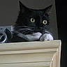 Onyx is registered to the contest to win money with this photo: cat, tuxedo_cat, yellow_eyes, whiskers, paw, cabinet, furniture, indoor, curious, black_and_white, pet, animal, close_up, looking, face, ears, resting_paw, domestic_cat, fur, alert