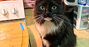 Onyx is registered to the contest to win money with this photo: cat, kitchen, counter, cutting_board, coffee_maker, plush_toy, mug, black_and_white, green_eyes, whiskers, cabinet, stove, tile_backplash, pet, domestic, indoor, curious, feline, household, appliance