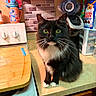 cat, kitchen, counter, cutting_board, coffee_maker, plush_toy, mug, black_and_white, green_eyes, whiskers, cabinet, stove, tile_backplash, pet, domestic, indoor, curious, feline, household, appliance