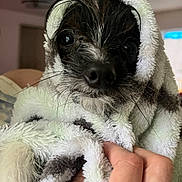 Chilly joined the competition — help win amazing prizes! dog, small_dog, towel, wrapped_in_towel, cute, big_eyes, close_up, portrait, indoor, hand, human_hand, paw, wet_fur, black_and_white_fur, nose, whiskers, cozy, blanket, pet, attention