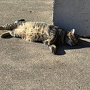 Binx joined the competition — help win amazing prizes! animal, block, cat, concrete, daylight, feline, gray, nature, outdoor, pet, relaxed, resting, shadow, sleepy, sprawled, striped, sunlight, tabby, texture, warm