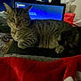 Binx is registered to the contest to win money with this photo: animal, blanket, blue_light, cat, computer, cozy, electronics, fur, indoor, laptop, pet, red, relaxed, resting, screen, sleepy, tabby, technology, unimpressed, white