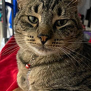 Binx joined the competition — help win amazing prizes! cat, tabby_cat, close_up, pet, whiskers, collar, bell, feline, animal, indoor, red_blanket, fur, portrait, face, relaxed, domestic_cat, mammal, cute, resting