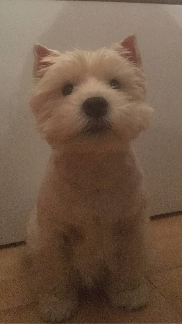 Gypsi a rejoint le concours — aidez-le/la à gagner de superbes lots ! canidae, carnivore, companion_dog, dog, dog_breed, ear, fur, maltepoo, non_sporting_group, small_terrier, snout, sporting_group, terrestrial_animal, terrier, toy_dog, whiskers, working_animal