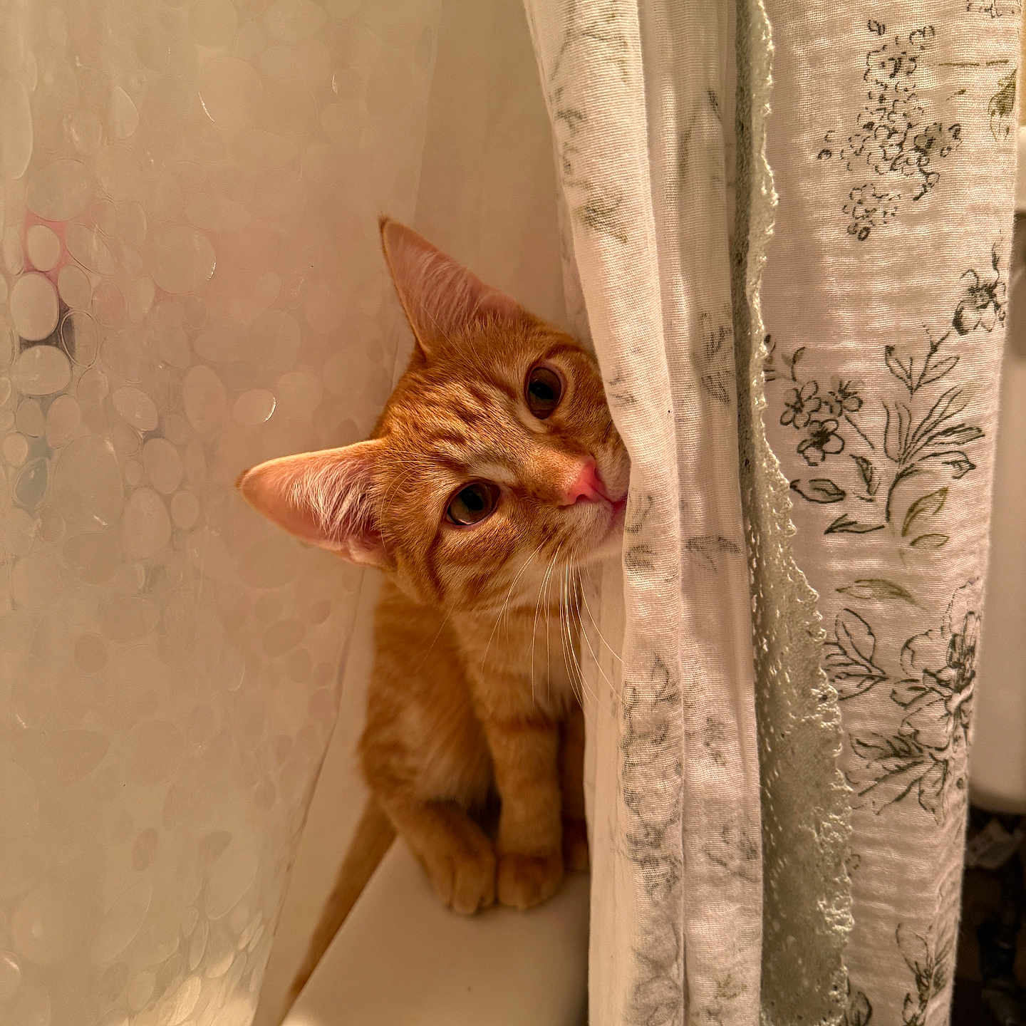 Frances is registered to the contest to win money with this photo: abyssinian, animal, blanket, cat, curtain, hardwood, homedecor, kitten, linen, manx, pet, plywood, showercurtain, wood
