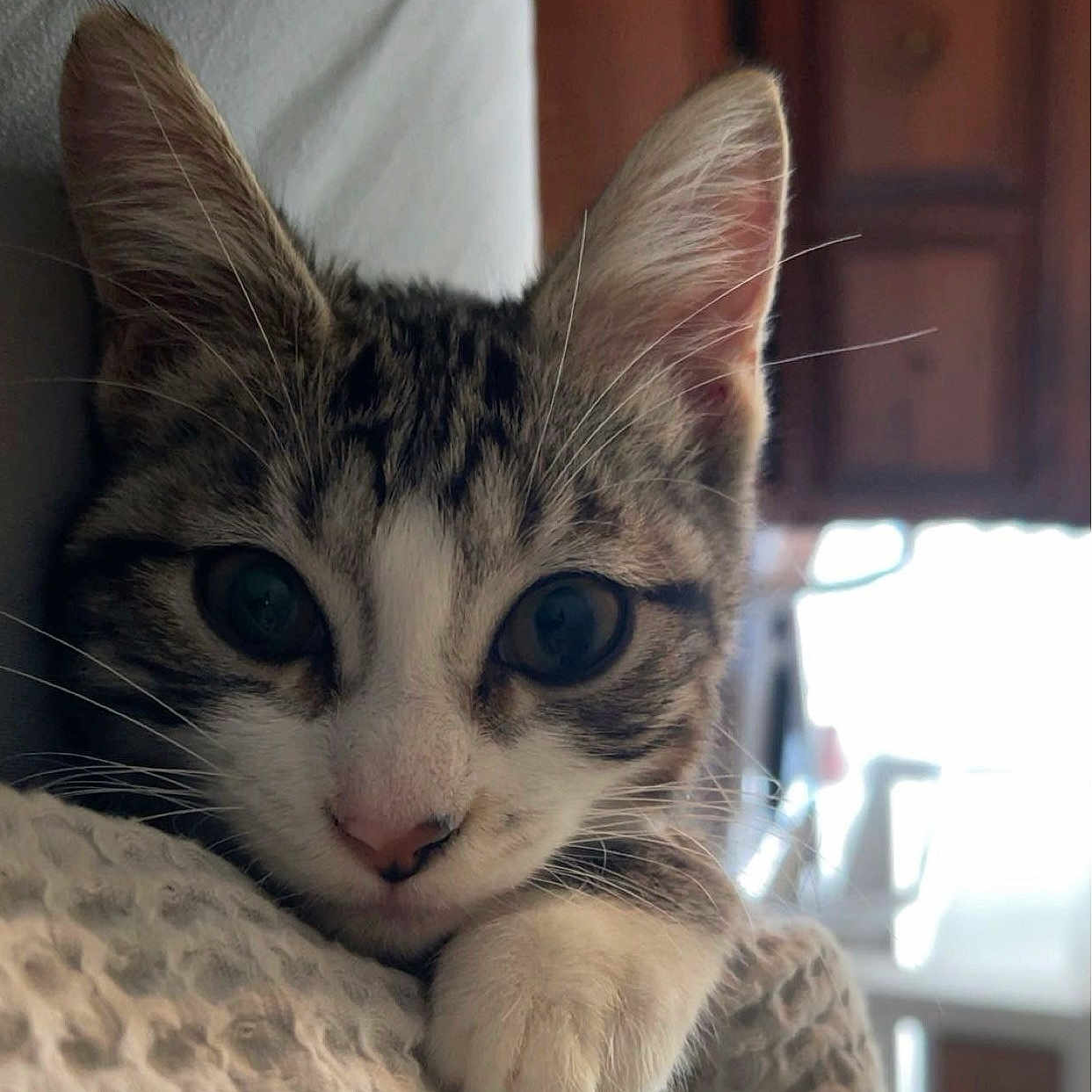 Chico is registered to the contest to win money with this photo: animal, blanket, cat, closeup, cozy, curious, cute, domestic, face, feline, indoor, kitten, paw, pet, resting, soft, tabby, texture, whiskers, young