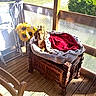 dog, dachshund, crown, royal, throne, blanket, red_blanket, ornate_furniture, wooden_chest, sunroom, indoor, sunlight, sunflowers, chair, deck, window, portrait, seated, pet, funny