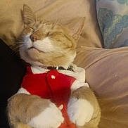 Oliver Alvin Palmer is registered to the contest to win money with this photo: cat, collar, cozy, cushion, cute, domestic_animal, ears, feline, fur, holiday_outfit, indoor, nap, pet, red_clothing, relaxed, resting, sleeping, soft, whiskers, white_paws
