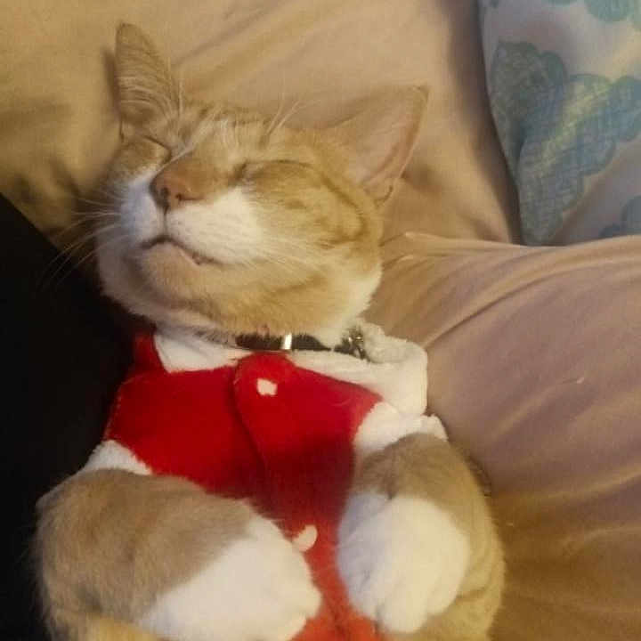 Oliver Alvin Palmer is registered to the contest to win money with this photo: cat, collar, cozy, cushion, cute, domestic_animal, ears, feline, fur, holiday_outfit, indoor, nap, pet, red_clothing, relaxed, resting, sleeping, soft, whiskers, white_paws