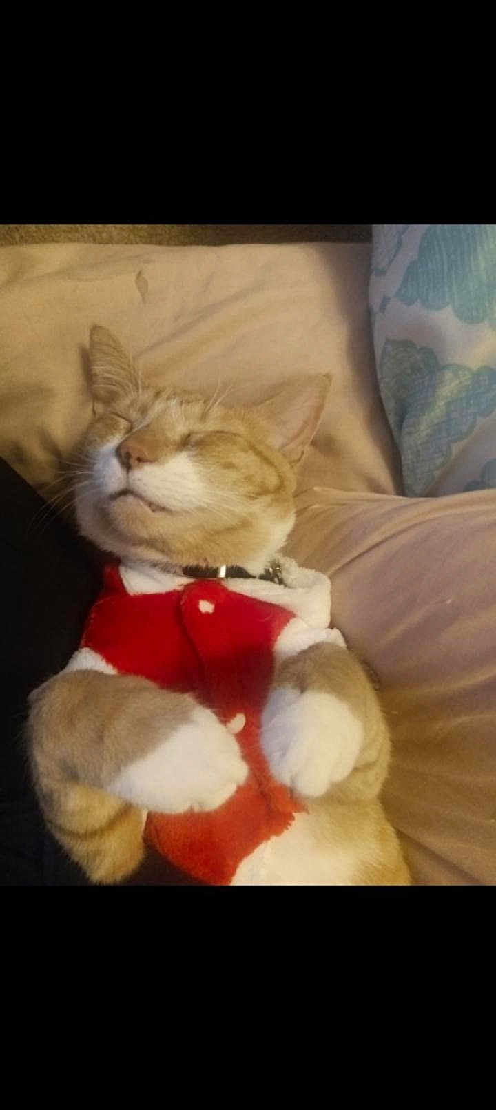 Oliver Alvin Palmer is registered to the contest to win money with this photo: cat, collar, cozy, cushion, cute, domestic_animal, ears, feline, fur, holiday_outfit, indoor, nap, pet, red_clothing, relaxed, resting, sleeping, soft, whiskers, white_paws