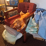 Lucky is registered to the contest to win money with this photo: armchair, blanket, carpet, casual, cat, cozy, fabric, furniture, ginger_cat, household_items, indoor, orange_fur, pet, pile_of_clothes, relaxed, resting, shelf, stretching, water_bottles, wooden_armrest