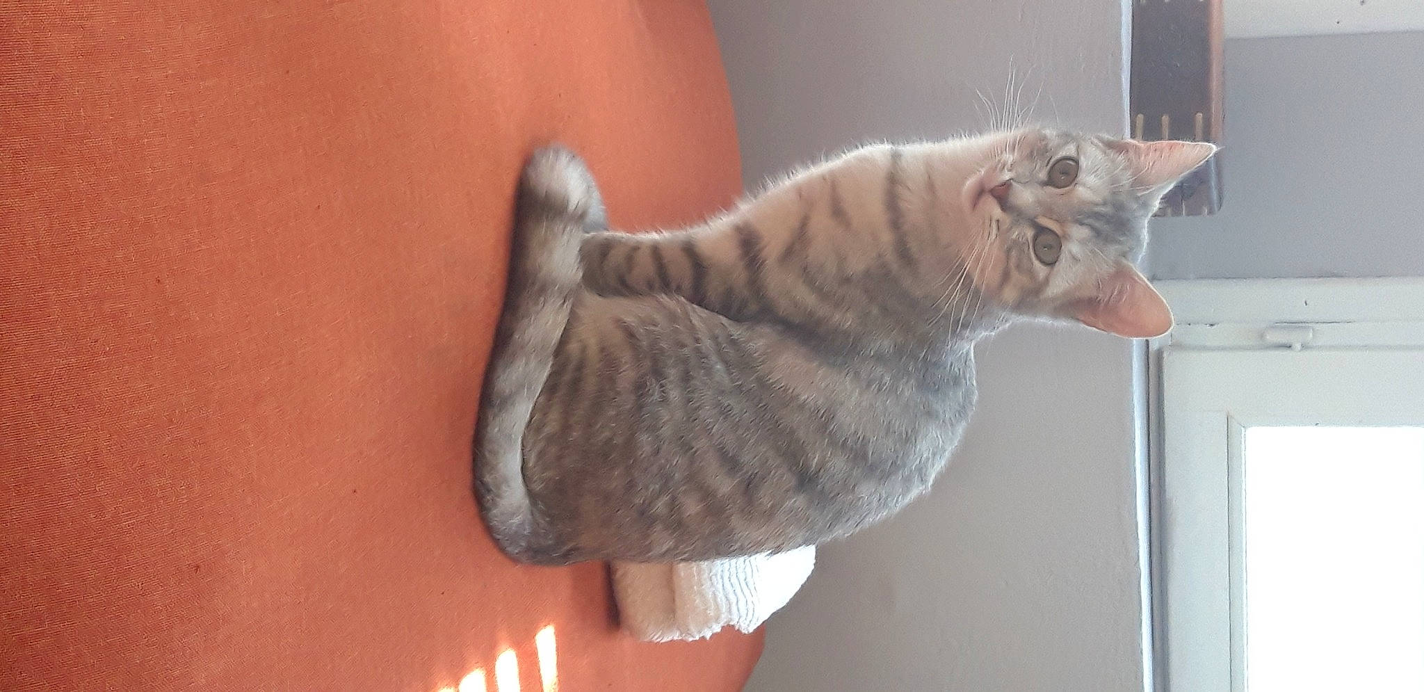 Rubis participe au concours pour gagner de l'argent avec cette photo : british_shorthair, carnivore, cat, domestic_short_haired_cat, ear, european_shorthair, fawn, felidae, fur, small_to_medium_sized_cats, tail, whiskers
