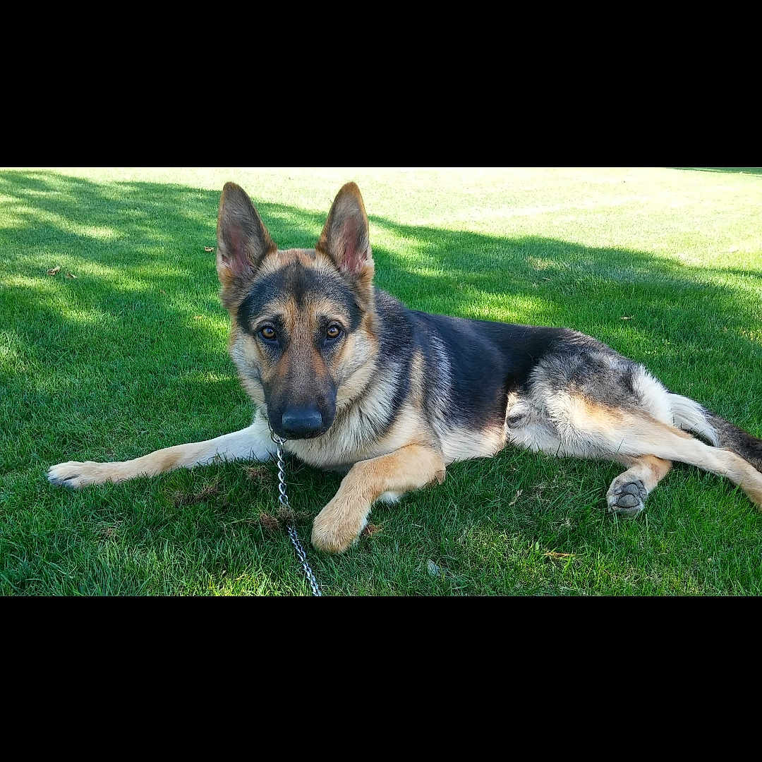 Captain joined the competition — help win amazing prizes! carnivoran, dog, dog_breed, dog_breed_group, dog_like_mammal, german_shepherd_dog, grass, mammal, photo_caption, screenshot, snout, tail