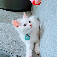 Meeka is registered to the contest to win money with this photo: white_cat, kitten, toy, pom_pom, hand, collar, blue_collar_tag, couch, gray_couch, pet, indoor, cute, playful, feline, whiskers, paw, relaxed, looking_up, domestic_cat, soft_texture