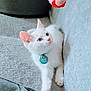 white_cat, kitten, toy, pom_pom, hand, collar, blue_collar_tag, couch, gray_couch, pet, indoor, cute, playful, feline, whiskers, paw, relaxed, looking_up, domestic_cat, soft_texture