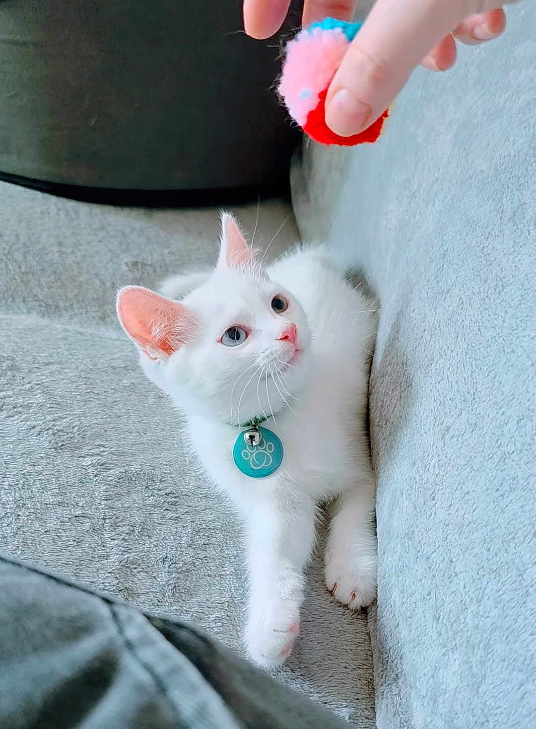 Meeka is registered to the contest to win money with this photo: white_cat, kitten, toy, pom_pom, hand, collar, blue_collar_tag, couch, gray_couch, pet, indoor, cute, playful, feline, whiskers, paw, relaxed, looking_up, domestic_cat, soft_texture
