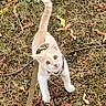 kitten, cat, leash, grass, outdoor, autumn, fallen_leaves, pet, animal, curious, young, mammal, nature, playful, domestic_cat, whiskers, ears, tail, walking, exploring