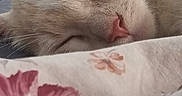 Gojo a rejoint le concours — aidez-le/la à gagner de superbes lots ! cat, sleeping, close_up, cream_colored, pet, indoor, blanket, floral_pattern, cozy, relaxation, whiskers, fur, ear, peaceful, nap, domestic_animal, soft_light, bed, rest, cute