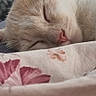 cat, sleeping, close_up, cream_colored, pet, indoor, blanket, floral_pattern, cozy, relaxation, whiskers, fur, ear, peaceful, nap, domestic_animal, soft_light, bed, rest, cute