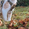 cat, kitten, harness, grass, leaves, autumn, outdoor, nature, pet, animal, curious, young, feline, whiskers, ears, eyes, greenery, ground, daylight, portrait