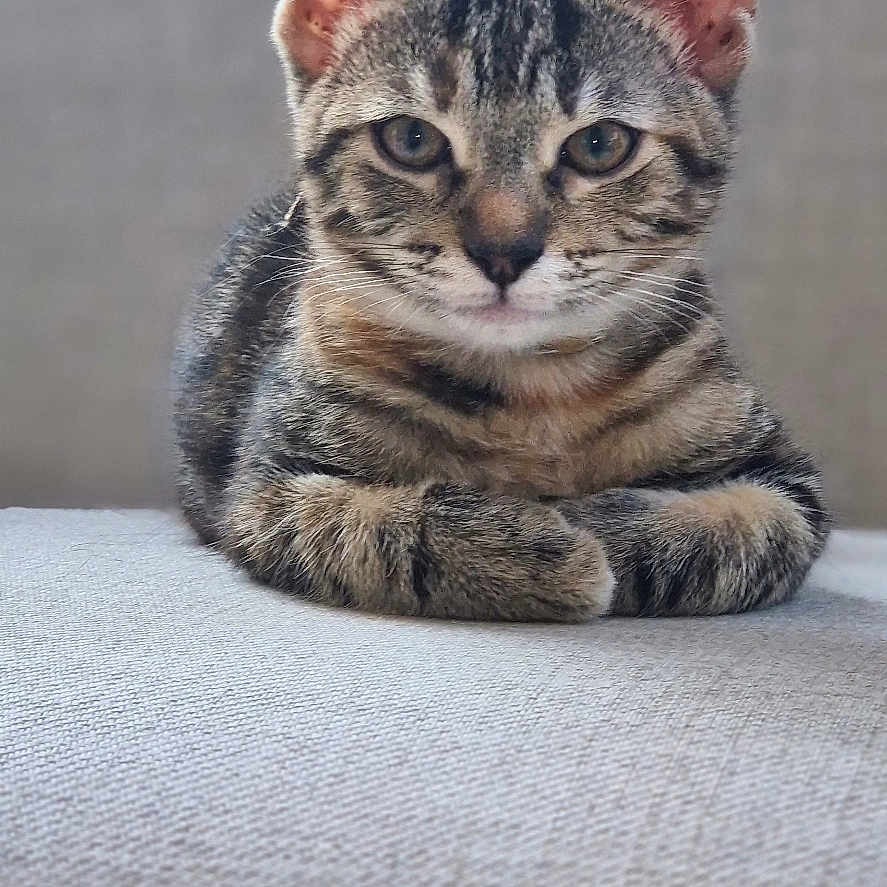 Pépette a rejoint le concours — aidez-le/la à gagner de superbes lots ! adorable, animal, cat, closeup, cute, ears, eyes, fabric, feline, fur, indoor, kitten, lying_down, pet, portrait, relaxed, tabby, texture, whiskers, young