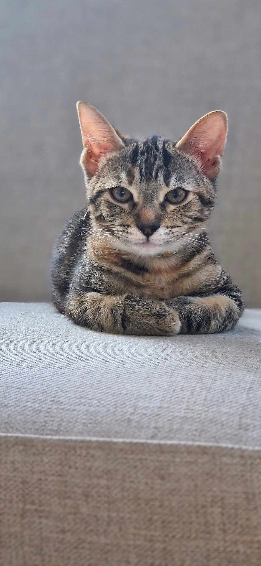 Pépette a rejoint le concours — aidez-le/la à gagner de superbes lots ! cat, kitten, tabby, animal, pet, feline, fur, whiskers, ears, eyes, cute, portrait, indoor, relaxed, lying_down, texture, fabric, closeup, young, adorable
