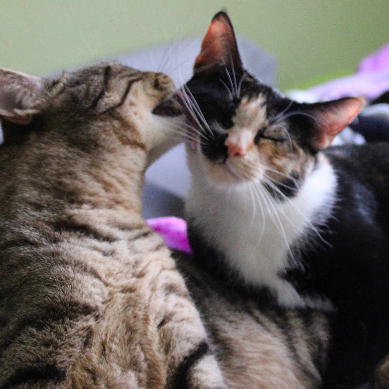 Carmelita joined the competition — help win amazing prizes! affectionate, bed, blanket, calico_cat, cat, cats, close_up, cozy, cuddling, ears, feline, fur, grooming, indoor, licking, pair, pet, sleepy, tabby_cat, whiskers