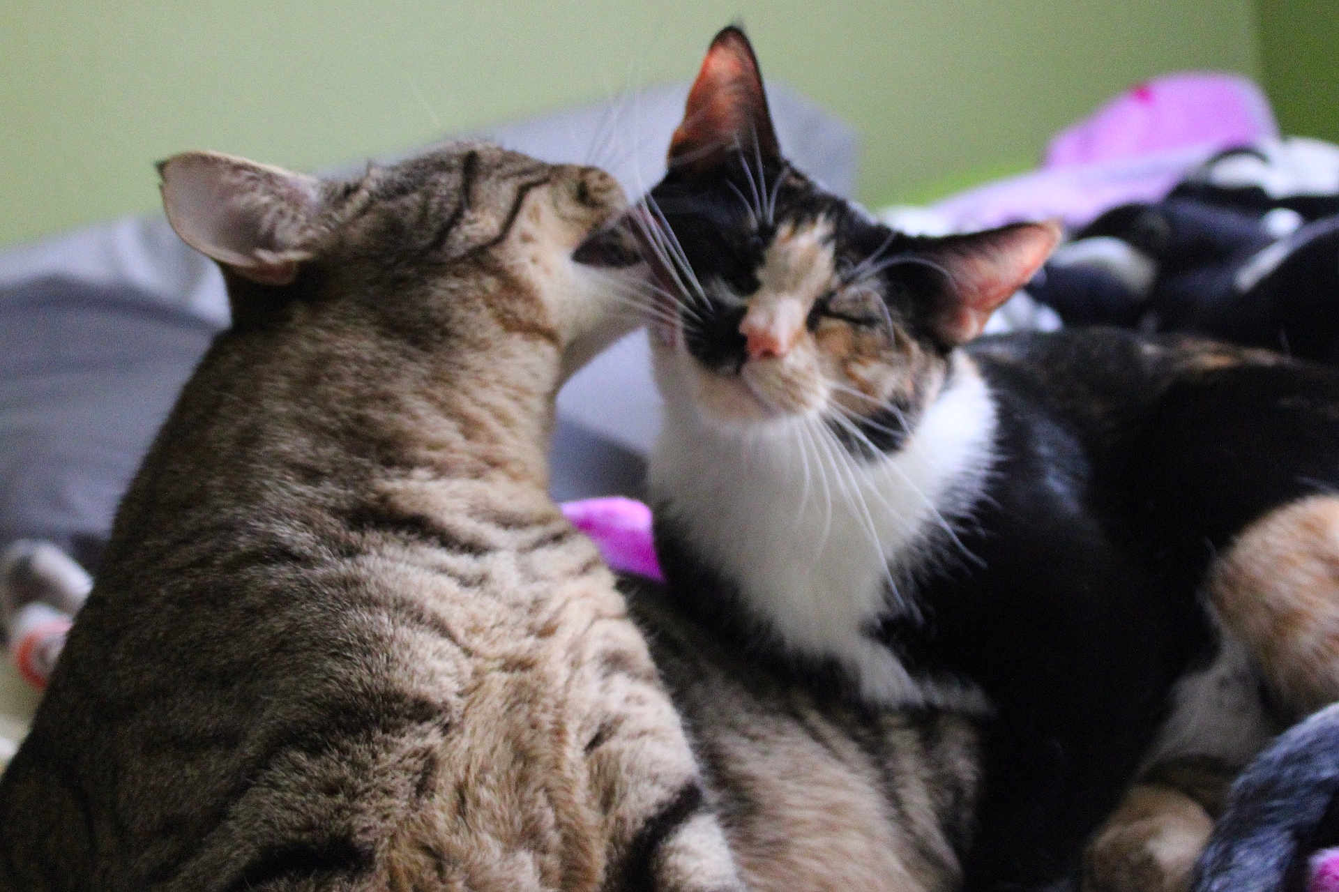 Carmelita joined the competition — help win amazing prizes! cat, cats, tabby_cat, calico_cat, grooming, licking, whiskers, fur, ears, close_up, pet, feline, cuddling, cozy, bed, blanket, indoor, sleepy, pair, affectionate