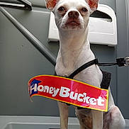 Jack joined the competition — help win amazing prizes! dog, chihuahua, small_dog, white_fur, large_ears, harness, leash, sticker, honey_bucket, sitting, front_paws, close_up, portrait, portable_toilet, plastic_wall, indoors, expression, bright_lighting, shadow, pet