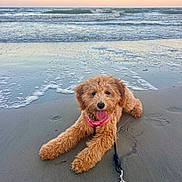 Luna joined the competition — help win amazing prizes! dog, beach, sand, ocean, waves, sunset, leash, collar, pet, animal, water, outdoor, nature, canine, fur, playful, relaxed, tongue_out, sunlight, coast