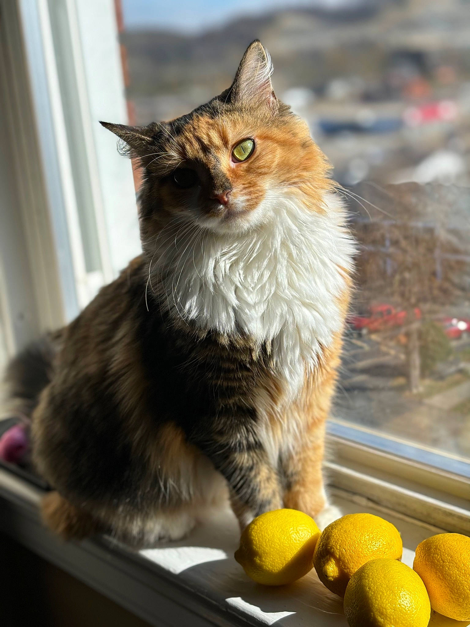 Mochi joined the competition — help win amazing prizes! carnivore, cat, citric_acid, citrus, claw, domestic_short_haired_cat, fawn, felidae, fur, sitting, small_to_medium_sized_cats, snapshot, snout, tail, tennis_ball, tree, whiskers, window, wood, yellow